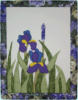 Iris violett (35x46 cm)